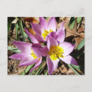 Recherche de fleurs de crocus cartes postales Nature