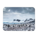 Search for penguin magnets Landscape