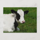 Recherche de vache noire et blanche cartes postales Bétail