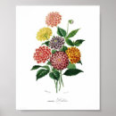 Recherche de illustration botanique posters Antique