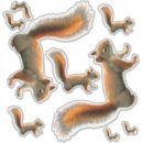 Search for white squirrel stickers Nature