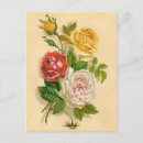 Search for vintage rose illustration postcards Yellow