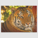 Recherche de panthera Amur