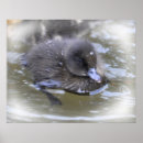 Recherche de caneton posters Photographie