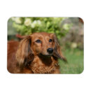 Recherche de longs cheveux magnets Rouge