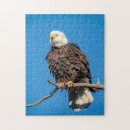 Recherche de aigle chauve américain puzzles Fierté américaine