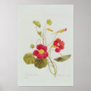 Search for nasturtium art Botany