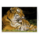 Recherche de oeil tigre cartes postales De près