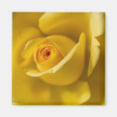 Search for rose macro magnets Flower