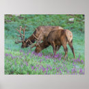 Recherche de rocky mountain national park posters Wapiti