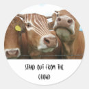 Search for cow horns stickers Cows