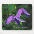 Search for clematis mousepads Flower