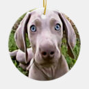 Recherche de weimaraner ornaments Amoureux des chiens