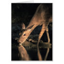 Recherche de cerfs communs de queue Animaux