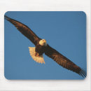 Recherche de aigle vol tapis souris Oiseau de proie