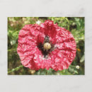 Search for macro flower postcards Petals