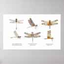 Recherche de libellule posters Insecte