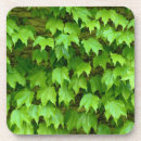 Recherche de rampant maison deco Plante
