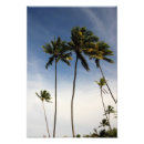 Recherche de noix de coco posters Tropical