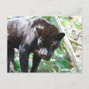 Search for black jaguar postcards Cat