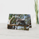 Search for koala bear birthday cards Australian