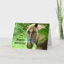 Search for belgian draft horse Equine