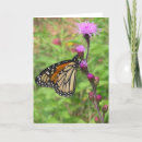 Search for native plants Monarch