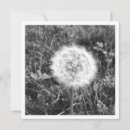 Search for dandelions cards White