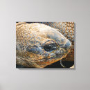Search for tortoise art Reptile