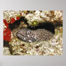 Recherche de murren posters Photographie