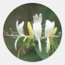 Search for honeysuckle stickers Flower