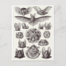 Search for chiroptera Haeckel