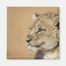 Search for lion portrait magnets Animal