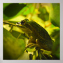 Search for green frog posters Animal