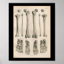 Recherche de pied humain posters Anatomie