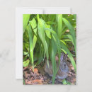 Recherche de joli lapin cartes postales Mignon