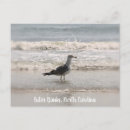 Recherche de oiseaux marins cartes postales Plage