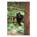 Search for omnivorous posters Animal