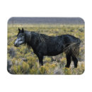 Recherche de mustang magnets Désert