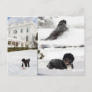 Recherche de chien portugais cartes postales Animal