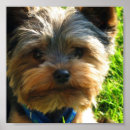 Recherche de yorkshire terrier posters Yorkie