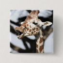 Search for giraffe face accessories Africa
