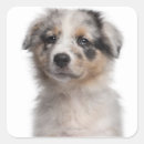 Recherche de merle stickers Animaux domestiques