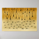 Recherche de neurones posters Médical