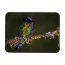 Search for costa rica magnets Photography
