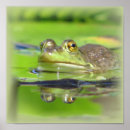 Search for green frog Toads