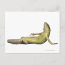 Recherche de murale cartes postales Animal