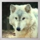 Recherche de copie de loup posters Faune