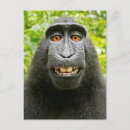 Recherche de singes drôles cartes postales Faune