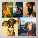 Search for cute puppy posters Orange